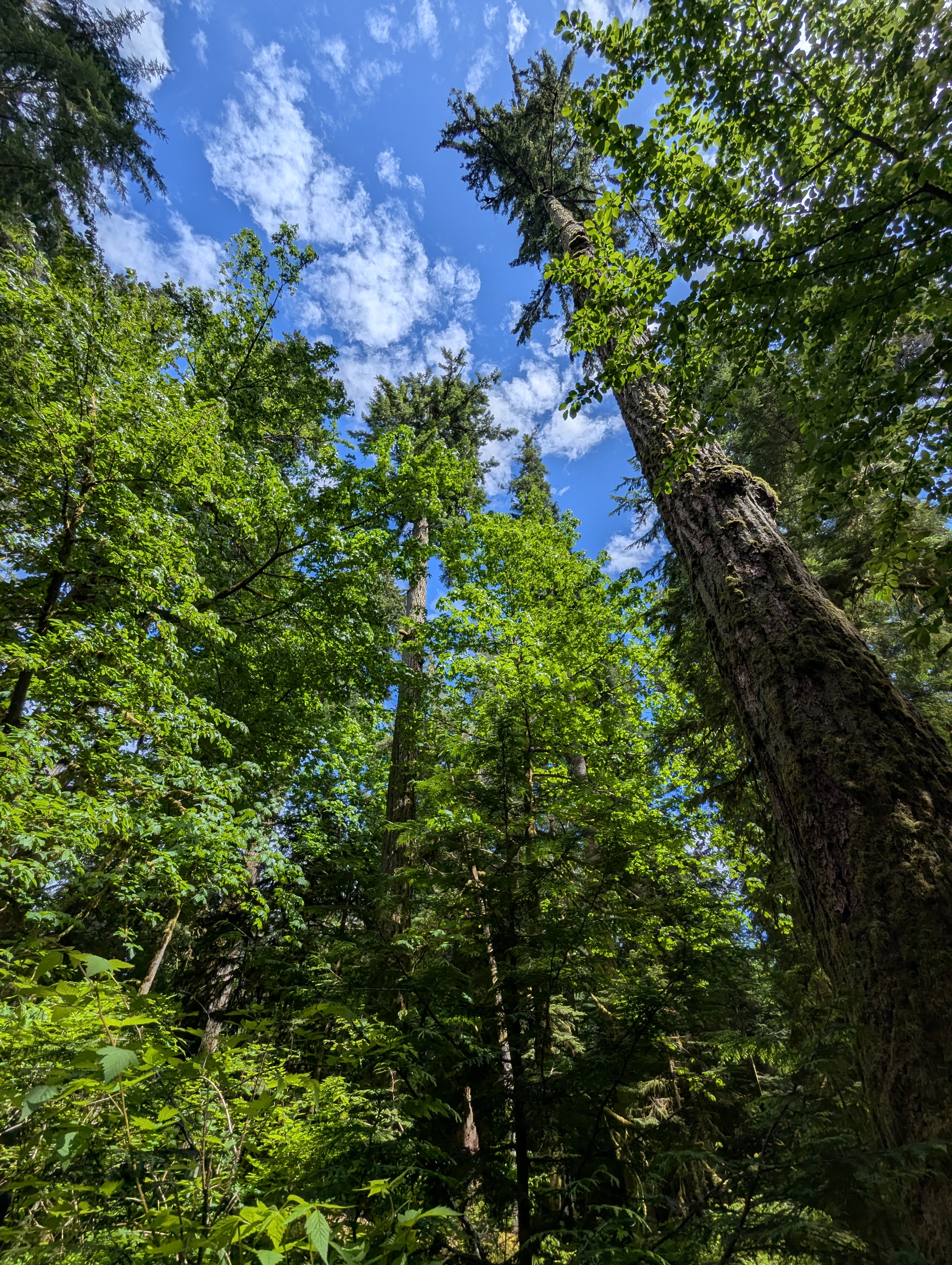 Birthday Trip to Canada, Cathedral Grove, Vancouver Island